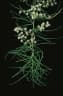 Asparagus racemosus