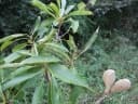 Aspidosperma australe