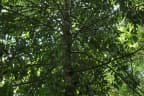 Drypetes longifolia