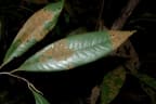 Myristica cinnamomea