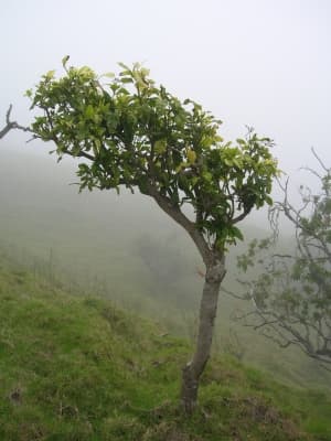 Pisonia brunoniana
