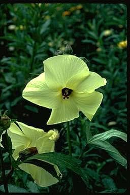 Abelmoschus manihot