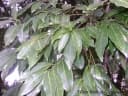 Cryptocarya aschersoniana
