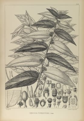 Grewia tomentosa