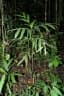 Hyospathe elegans
