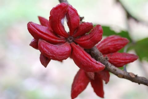 Cola cauliflora
