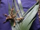 Geonoma congesta