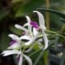 Leptotes bicolor