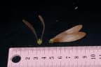 Hopea odorata
