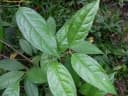 Psychotria viridis