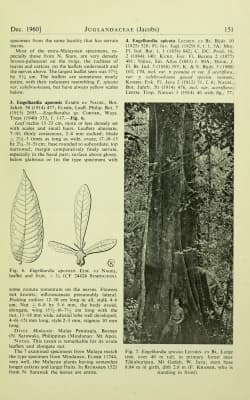 Engelhardia apoensis