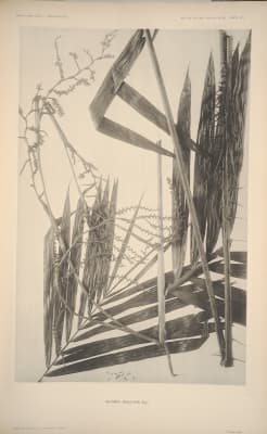 Calamus bacularis