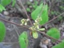 Commiphora mossambicensis