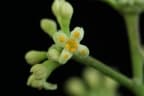 Daphnopsis americana