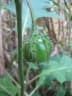 Solanum dasyphyllum