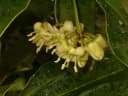 Brexia madagascariensis