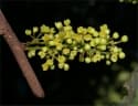Iryanthera juruensis