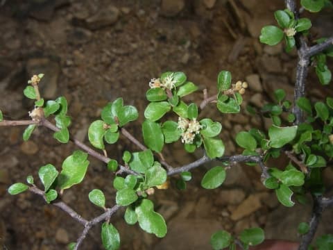 Croton sakamaliensis