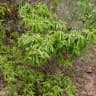 Terminalia fagifolia