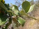 Psidium salutare