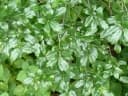 Rhamnus prinoides