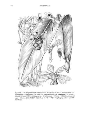 Etlingera littoralis