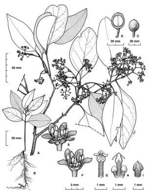 Beilschmiedia brunnea