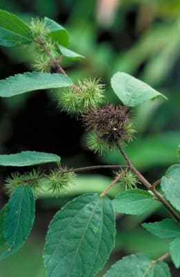 Triumfetta pilosa