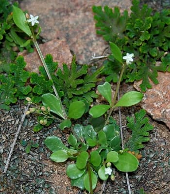 Mollugo pentaphylla
