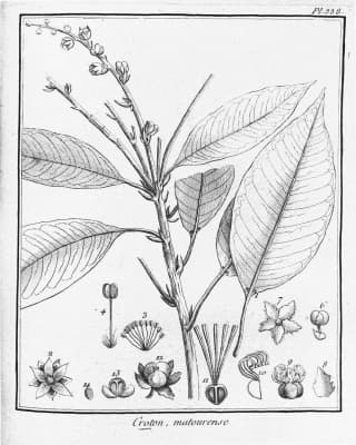 Croton matourensis