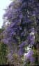 Petrea volubilis