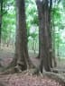 Swietenia macrophylla