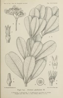 Alstonia spatulata