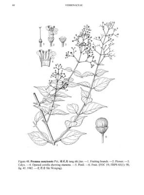 Premna sunyiensis