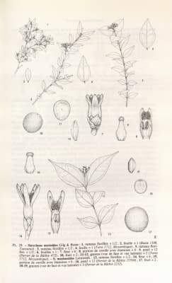Strychnos mostueoides