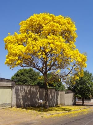Handroanthus ochraceus