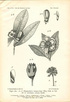 Gordonia excelsa