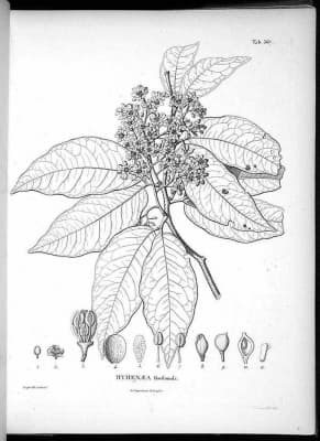 Peltogyne floribunda