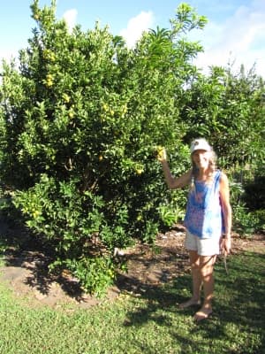 Fortunella x crassifolia