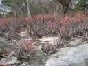 Aloe chabaudii
