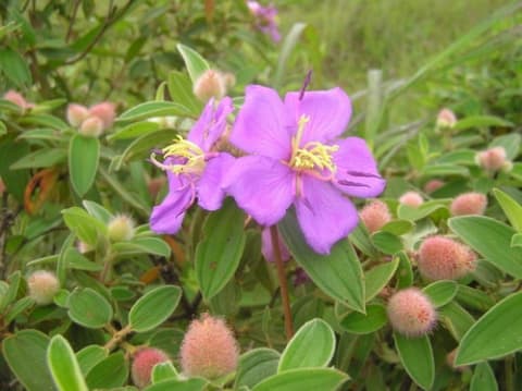 Melastoma saigonense