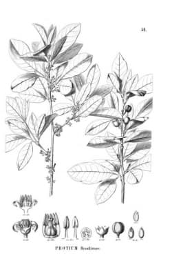 Protium brasiliense