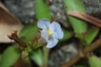 Lindernia antipoda