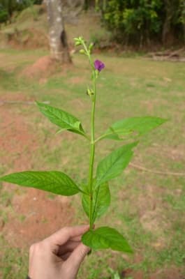 Artanema longifolium