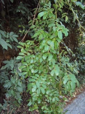 Entada rheedii