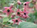 Clerodendrum infortunatum