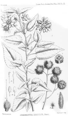 Sparrmannia discolor