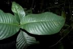 Garcinia griffithii