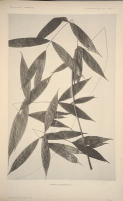 Calamus corrugatus