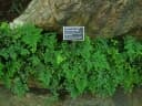 Adiantum capillus-veneris